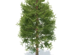 pine 3D मॉडल