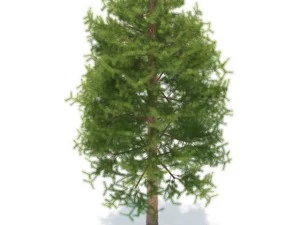 pijnboom 3D Model