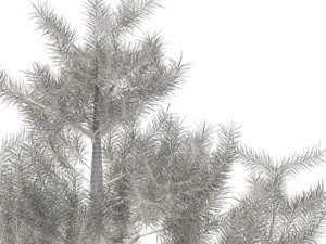 pine 3D मॉडल