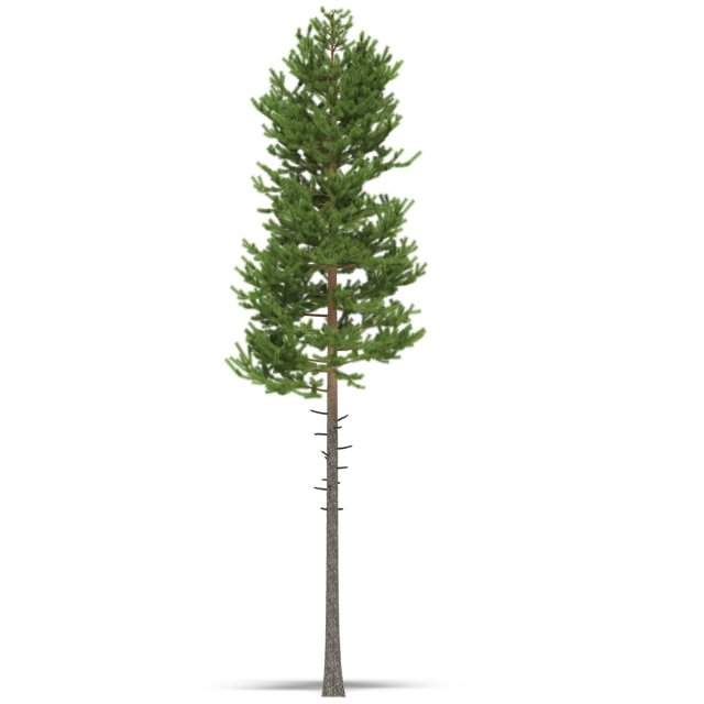 pine 3D Модель .c4d .max .obj .3ds .fbx .stl .blend