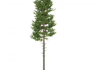 pine 3D Model
