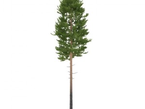 pine 3D Модель