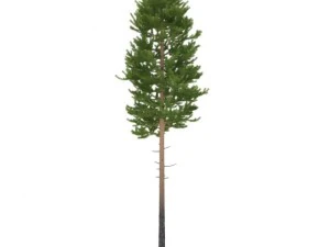 pine 3D Model