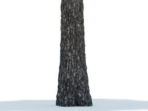 pine 3D Model