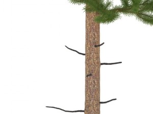 pine 3D Модель