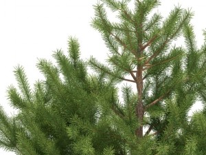 pine 3D Модель