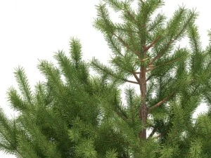 pine 3D Model