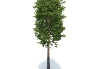 pine 3D Model
