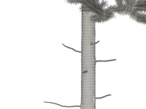 pine 3D Модель
