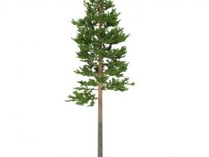 pine 3D मॉडल