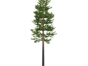 pine 3D 模型