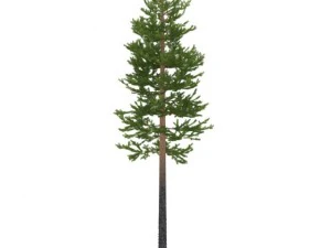 pijnboom 3D Model