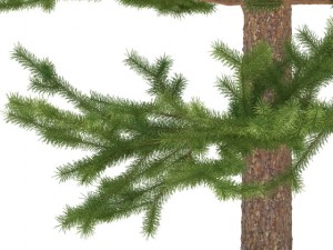 pine 3D 模型