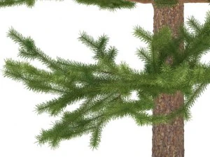 pijnboom 3D Model