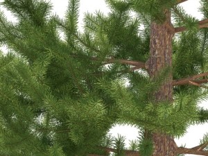 pine 3D 模型