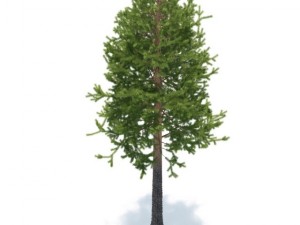 pine 3D 模型