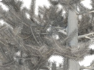 pine 3D 模型