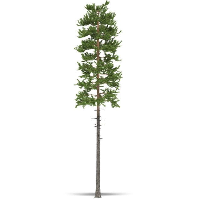 pine 3D Model .c4d .max .obj .3ds .fbx .stl .blend 