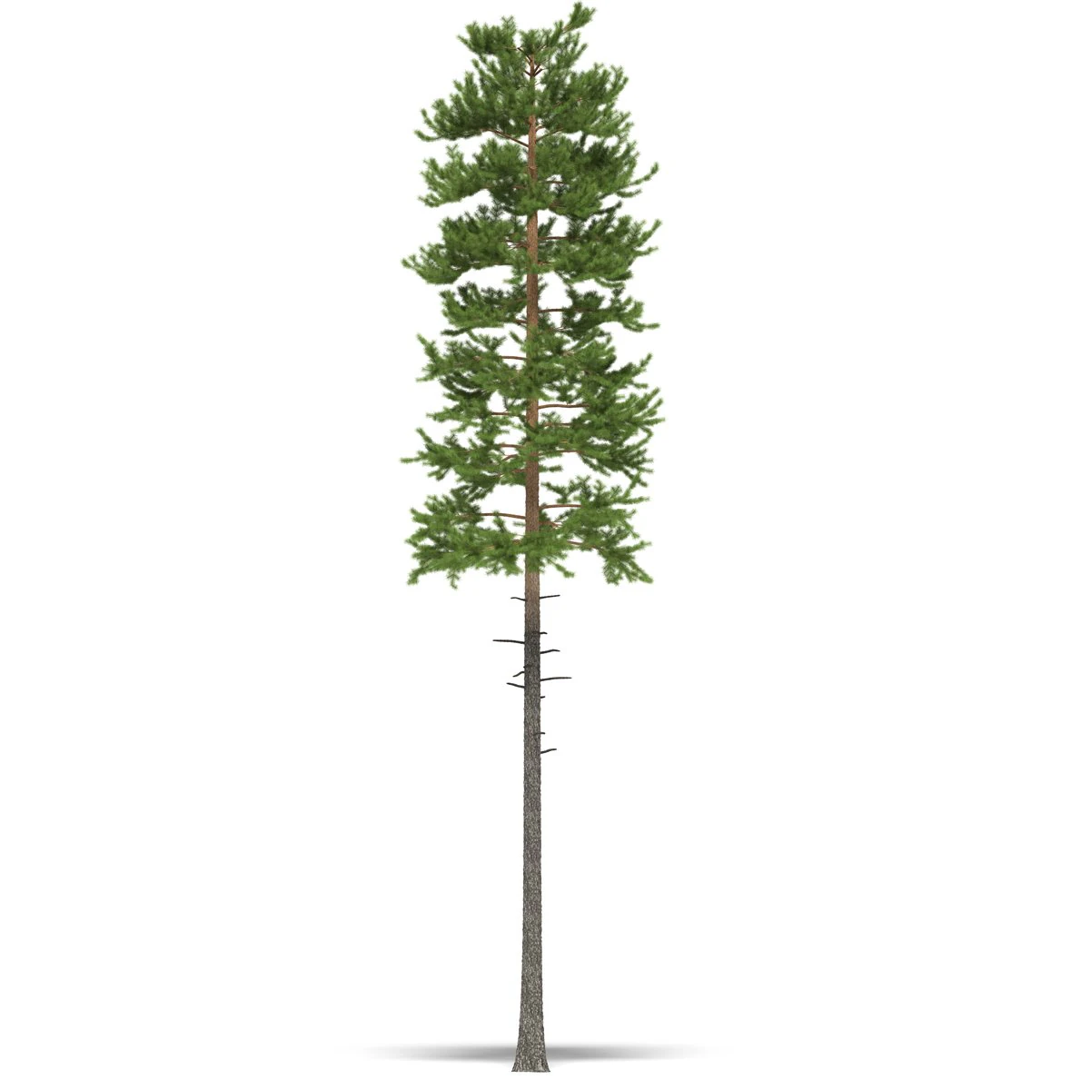 pin Modèle 3D .c4d .max .obj .3ds .fbx .stl .blend 