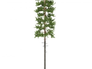 pine 3D Model