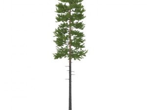 pine 3D Model