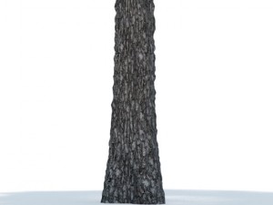pine 3D Model