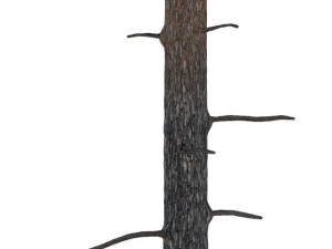 pine 3D Model