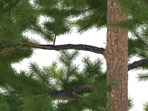 pine 3D Model