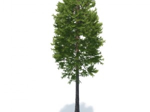 pine 3D Model