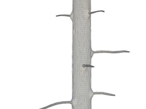pine 3D Model