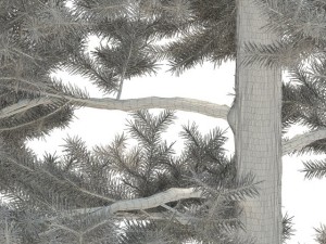pine 3D Model