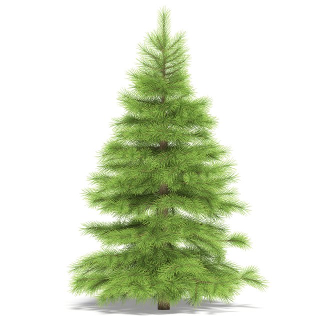 spruce Model 3D .c4d .max .obj .3ds .fbx .stl .blend 