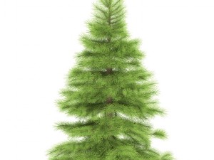 spruce 3D Model