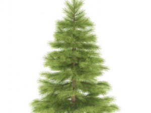 spruce Model 3D