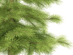 spruce Model 3D
