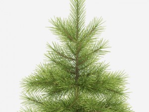 spruce Model 3D