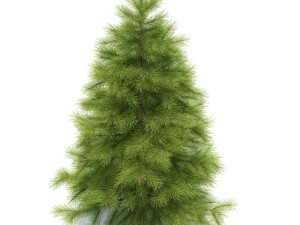 spruce Model 3D