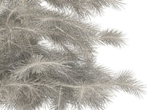 spruce Model 3D