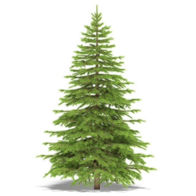 spruce Modèle 3D .c4d .max .obj .3ds .fbx .stl .blend