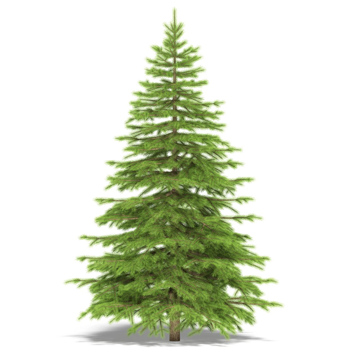 abeto Modelo 3D .c4d .max .obj .3ds .fbx .stl .blend 