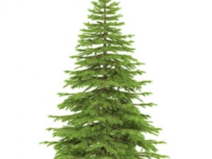 spruce Modelo 3D