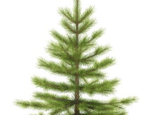 spruce Modèle 3D