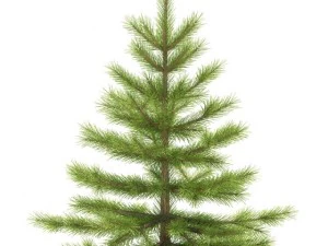abeto Modelo 3D