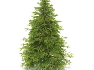 spruce Modèle 3D