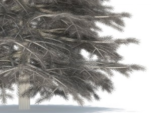 spruce Modèle 3D