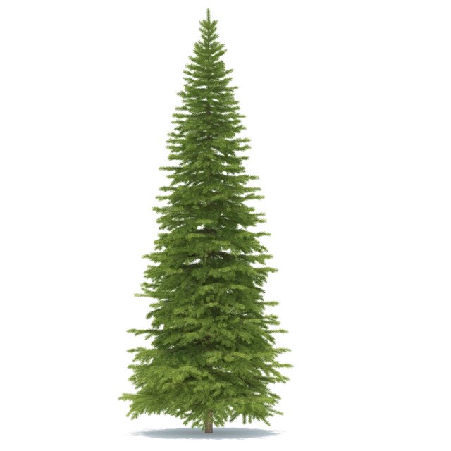 spruce 3D Model .c4d .max .obj .3ds .fbx .stl .blend 