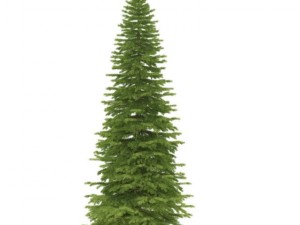 spruce 3D Model