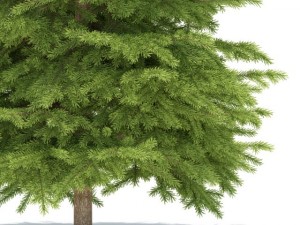 spruce 3D Model