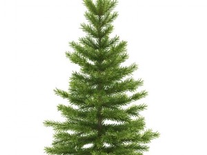 spruce 3D Model