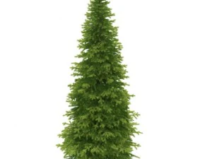 spruce 3D Model